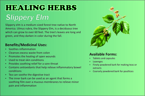 Slippery Elm - Herbal Remedy. I used this (poultice out of the powder form)to successfully treat a very large wound on my dog. The vet wanted to put him down, because he was 21 years old. He survived and thrived for another year after healing from his wounds. Slippery Elm Benefits, Slippery Elm Bark, Medical Herbs, Magia Das Ervas, Magic Herbs, Slippery Elm, Herbal Apothecary, Natural Healing Remedies, Healing Plants