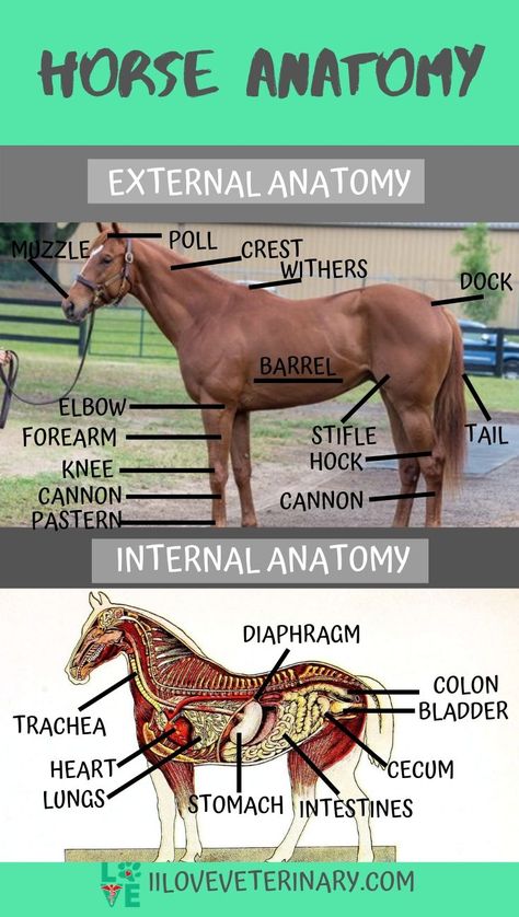 Horse Anatomy | I Love Veterinary - Blog for Veterinarians, Vet Techs, Students Horse Anatomy Reference, Horse Veterinarian, Veterinary Anatomy, Horse Hacks, George Morris, Equine Veterinary, Horse Lessons, Horse Information, Healthy Horses