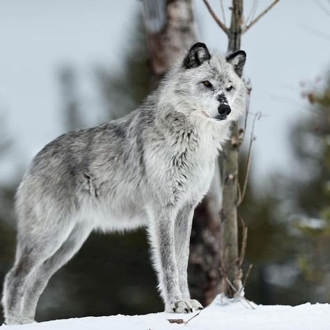 The Tundra wolf is one of the largest grey wolf subspecies. It typically has fur that is a combination of grey, black, rust, white, and… Lup Singuratic, Wolf Poses, Wolf Stuff, Wolf Photos, Wolf Love, Silver Wolf, Wolf Pictures, Beautiful Wolves, Grey Wolf