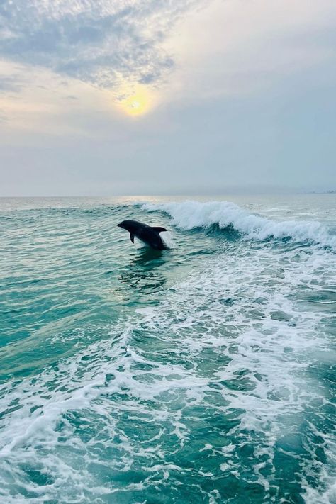 Embark on a Dolphin Adventure in Panama City, FL! 🐬✨ Pinning inspiration for an unforgettable dolphin tour experience in Panama City, Florida? Dive into the crystal-clear waters of the Gulf Coast and witness these majestic creatures in their natural habitat. From exhilarating boat tours to peaceful kayak encounters, get ready to create magical memories with our playful friends of the sea. Pin your favorite dolphin tour ideas and let the excitement begin! 🌊 #DolphinTour #PanamaCityFL #Florida Things To Do In Panama, Panama City Florida, Majestic Creatures, A Dolphin, Panama City, Boat Tours, Water Activities, Crystal Clear Water, Panama City Panama