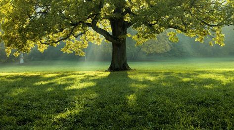 Free Photo | Beautiful tree in the middle of a field covered with grass with the tree line in the background Black Texture Background, Light Purple Flowers, Green Scenery, White Cherry Blossom, 3d Landscape, Tulip Fields, Grass Field, Magnolia Trees, Tree Line