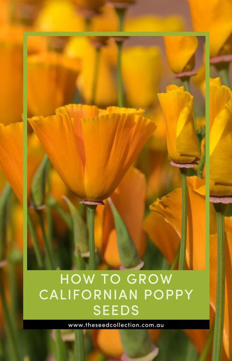 californian poppy garden Californian Poppy, Seed Collection, Poppy Seeds, Garden Gates, How To Grow, Soil, To Grow, Poppies, Seeds