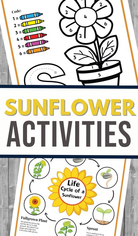 Sunflower Activity, Sunflower Activities, Sunflower Facts, Sunflower Life Cycle, Color Activities For Toddlers, Gym Games For Kids, Sunflower Theme, Kindergarten Printables, First Day Of School Activities