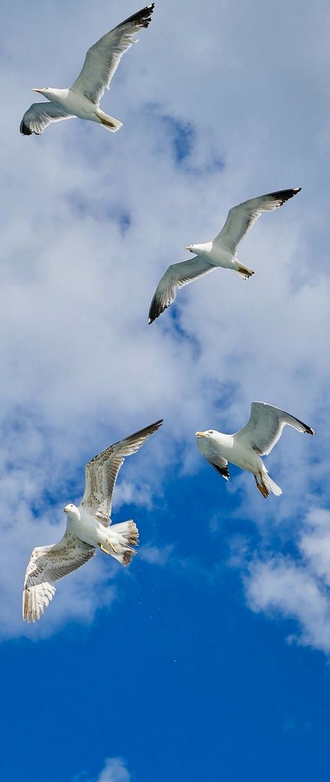 Seagulls Flying, Bird Wings, Bird Supplies, Sea Birds, Little Birds, Birds Flying, Bird Photography, Wild Birds, Wild Animals