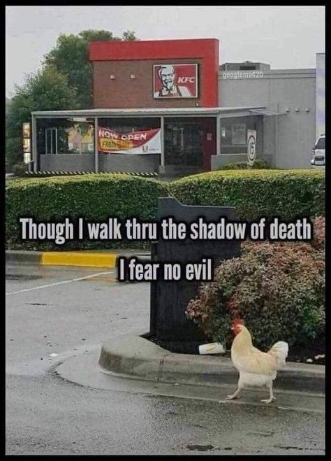 Brave | Kentucky Fried Chicken (KFC) | Know Your Meme Laughing Funny, Christian Jokes, 9gag Funny, Funny Vines, Funny Animal Jokes, Funny Animal Memes, Komik Internet Fenomenleri, Animal Jokes, Really Funny Memes