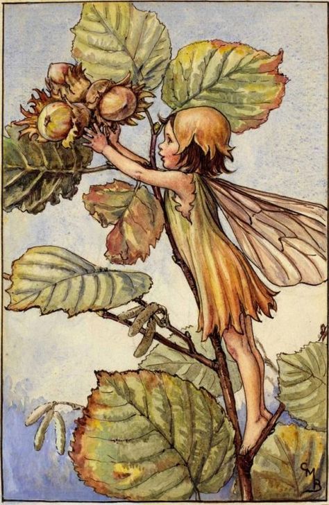 Fairy Prints, Hazel Nut, Mandala Nature, Flower Fairies Books, Native Gardens, Fairy Drawings, Fairy Illustration, Autumn Fairy, Cicely Mary Barker