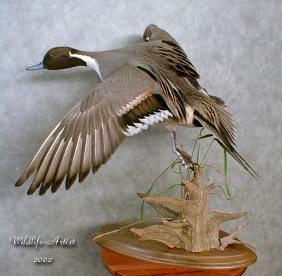 Wood Duck Mounts, Green Wing Teal, Trophy Room Ideas, Duck Taxidermy, Duck Mounts, Waterfowl Taxidermy, Duck Mount, Waterfowl Art, Bird Taxidermy