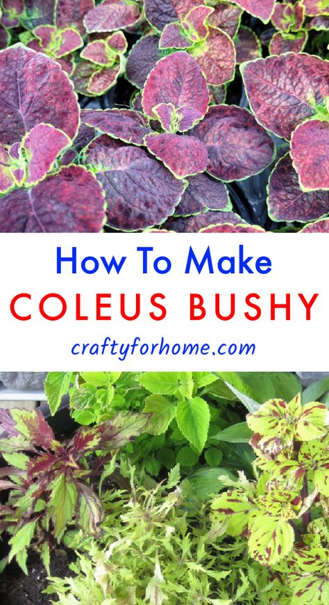 Maroon coleus, and chartreuse coleus plants. Coleus In Flower Bed, Hostas And Coleus Landscaping, Coleus Garden Flower Beds, Propagating Coleus Plant, Coleus Planter Ideas, Coleus Plants Planters, Coleus Pots, Coleus Landscaping, Coleus Plants Care