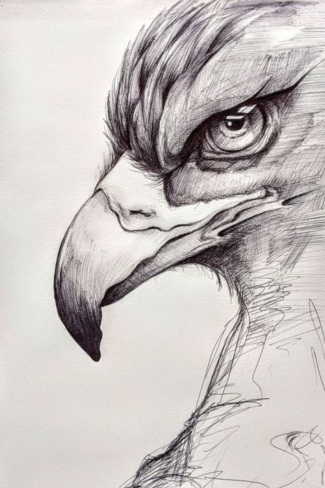 Eagle Drawing, Nature Art Drawings, Animal Drawings Sketches, Eagle Art, Cool Pencil Drawings, Pencil Art Drawings, Sketches Easy, Bird Drawings, Book Art Drawings