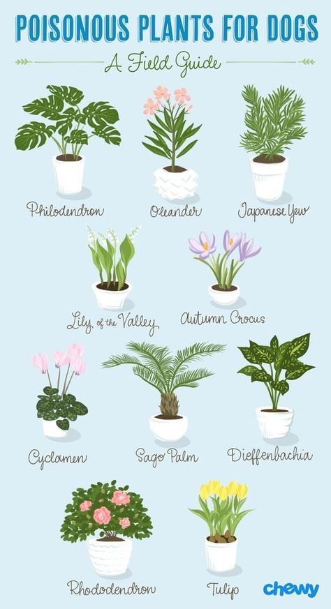 Plants Poisonous To Dogs, Plants For Dogs, Plants Toxic To Dogs, Dog Safe Plants, Toxic To Dogs, Poisonous Plants, Inside Plants, House Plants Indoor, Dogs And Cats