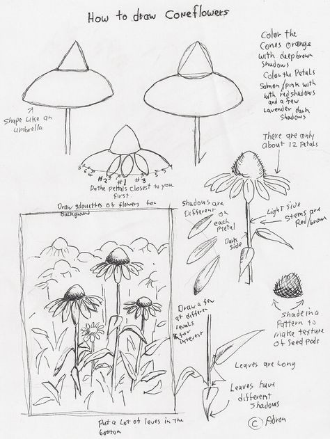 Adron's Art Lesson Plans: How to Draw Cone Flowers Art Lesson For Young Artist Ako Kresliť, Cone Flowers, Flower Drawing Tutorials, Flower Art Drawing, Cat Air, Floral Drawing, Seni Cat Air, Plant Drawing, Art Lesson Plans