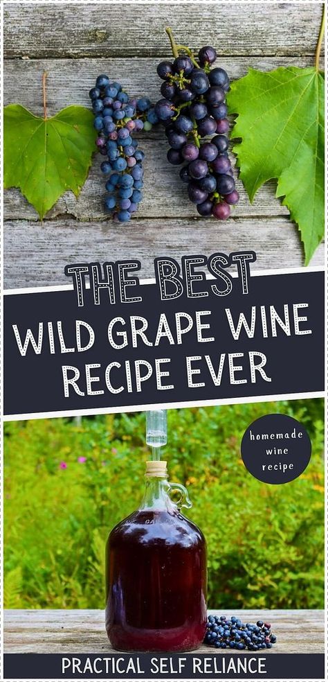 Discover the best wild grape wine recipe, perfect for making use of foraged wild grapes. Their tart flavors balance beautifully with sugar or honey, creating a spectacular homemade wine. Follow this simple process to enjoy a unique country wine. Find more wild grape recipes, homebrew recipes, wild grape uses, and Homemade Drinks at practicalselfreliance.com. Homemade Grape Wine Recipes, Homemade Wine Recipes Grape, Wild Grape Recipes, Homemade Wine Recipes Easy, Wild Grape Wine Recipe, Concord Grape Wine Recipe, Grape Wine Recipe, Grape Recipe, Viking Recipes