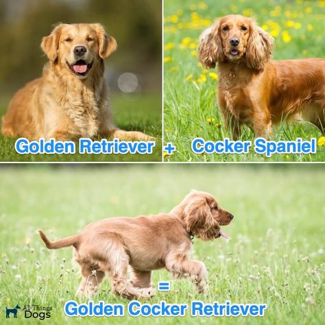 Cocker Retriever, Golden Retriever Cocker Spaniel, Golden Cocker Retriever, Miniature Golden Retriever, Golden Cocker, Cocker Spaniel Mix, A Golden Retriever, Family Dog, Dogs Golden Retriever