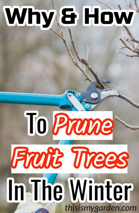 How To Prune Fruit Trees, When To Prune Fruit Trees, Pruning Fruit Trees Apples, How To Cover Fruit Trees From Frost, Trimming Fruit Trees, How To Propagate Fruit Trees, How To Trim Apple Trees, Fruit Tree Care, Trimming Fruit Trees Tips