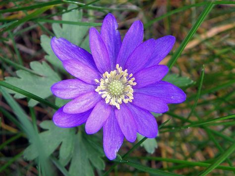 Anemone Blanda, Attracting Bees, Anemone Flower, Outdoor Flowers, Hardy Perennials, Plant Cuttings, Wildflower Seeds, Outdoor Plants, Flower Seeds