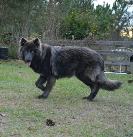 Blue German Shepherd Puppies, Blue Bay Shepherd, Blue German Shepherd, Psy I Szczenięta, Blue Bay, Palm Bay, Wolf Dog, Cute Dogs And Puppies, Shepherd Puppies