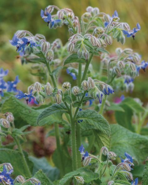 Flowers for October: the best plants for your garden this month 🌺 The flowers that are blooming bright this October month are warm and vibrant to help ease the transition to cooler days. Head gardener Tom Brown and nurserywoman Fleur van Zonneveld choose the plants they love. Pictured here 1) Salvia ‘Waverly’ 2) Camellia sasanqua ‘Narumigata’ 3) Borago officinalis Head to the link in our bio for more brilliant flowers that will look beautiful this month. 📸 @jasoningram / Maayke de R... Salvia Waverly, Flowers For October, Camellia Sasanqua, October Month, Flowers To Plant, Tom Brown, October Flowers, Best Plants, Autumn Flowers