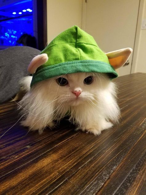 Little kitty elf Cats Wearing Hats, Cute Cat Costumes, Elf Cat, Cats In Hats, Costume Clothes, Sweet Kitty, Kawaii Images, Funny Kittens, Funny Kawaii