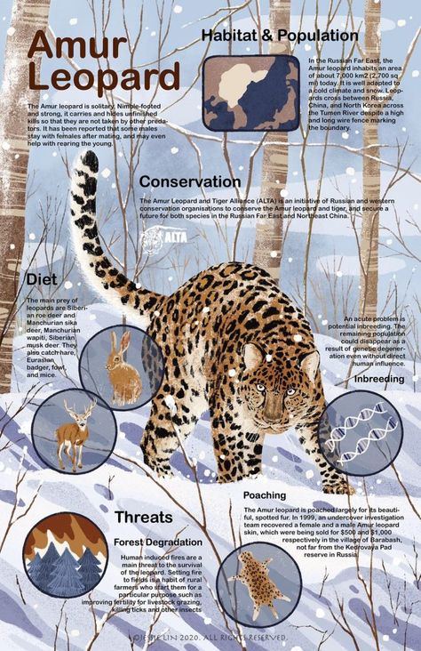 Endangered Animals Infographic, Most Dangerous Animals, Macan Tutul, Animal Infographic, Animals Information, Amur Leopard, Ikan Koi, Dangerous Animals, Big Cats Art