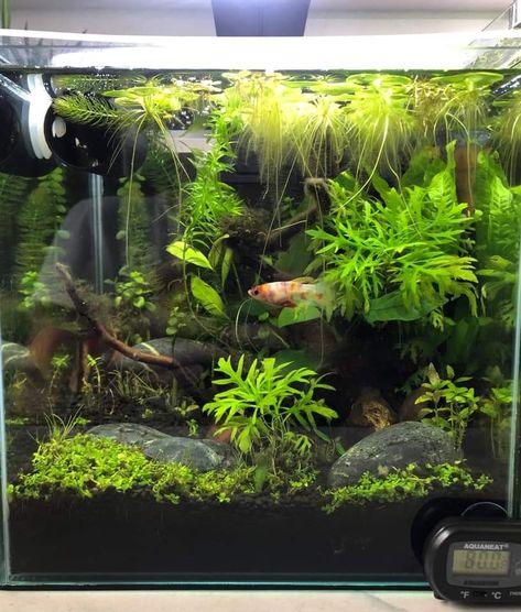 Fish Tank Ideas Natural, Live Fish Tank, Natural Betta Fish Tank, Natural Fish Tank Ideas, Betta Fish Tank Ideas Aquascaping, Betta Aquarium Ideas, Natural Fish Tank, Aesthetic Fishing, Tattoos Fish