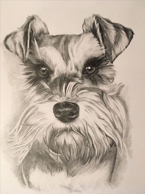 Schnauzer Drawing, Schnauzer Art, Mini Schnauzer Puppies, Fall Canvas Painting, Pencil Drawings Of Animals, Miniature Schnauzer Puppies, Schnauzer Puppy, Schnauzer Dogs, Mini Schnauzer