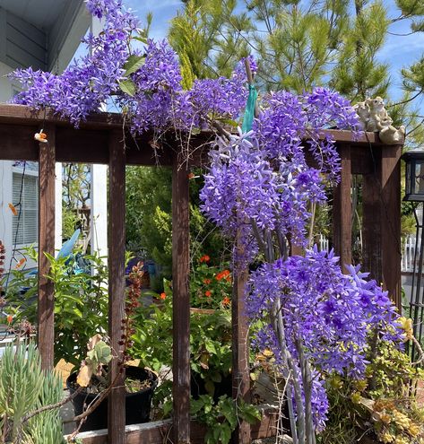 Sandpaper Vine Queen's Wreath in little pot Trumpet Vine Flower, Purple Vine Flowers, Angel Vine Plant, Petrea Vine, Petrea Volubilis Flower, Trumpet Vine, Flowering Vines, Festival Looks, Vines