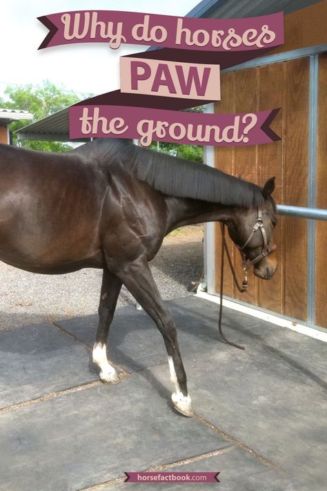 Nice Horse Stables, Horse Pawing The Ground, Horse Worming Schedule, Horse Medicine, Horse Tricks, Equestrian Tips, Horse Land, Equine Stables, Horse Massage