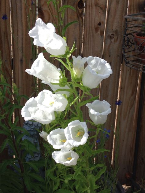 Canterberry Bells, Bell Aesthetic, Bell Orchid, Flower Core, Canterbury Bells, Digital Garden, Bell Flowers, Gardening Techniques, White Garden