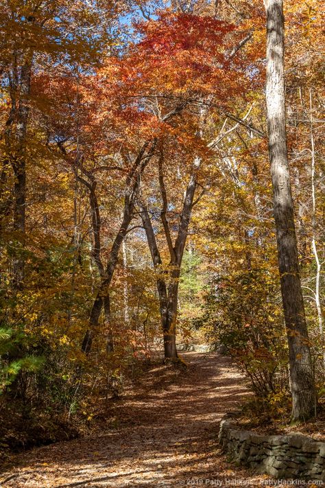 Fall Color at the North Carolina Arboretum :: Beautiful Flower Pictures Blog Beautiful Flowers Pictures, Fall Color, Photo L, Flower Pictures, Asheville, Beautiful Flower, Great Photos, In The Woods, Wonderful Time