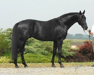 Hello Handsome. Sinatra Song Hanoverian Horses, Warmblood Stallion, Equine Veterinary, Warmblood Horses, Horse Breeder, Love In Life, Hanoverian, Horse Anatomy, Horse Inspiration