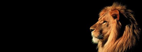 Lion Banner, Youtube Header, Facebook Cover Photos Quotes, Facebook Cover Images, Lion Wallpaper, Gamer Pics, Professional Business Cards Templates, Lion Pictures, African Lion