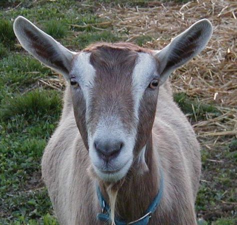 Toggenburg Goat, Farm Fun, The Barnyard, Dairy Goats, Cute Goats, Goat Farming, Goats, Sheep, Dairy