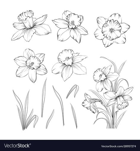 Narcissus Flower Drawing, Flower Drawing Tattoo, Narcissus Flower Tattoo, Daffodil Flower Tattoos, Narcissus Flower Tattoos, March Birth Flowers, Flores Tattoo, Daffodil Tattoo, Narcissus Flower