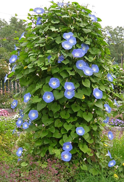 'Heavenly Blue' morning glories festoon an obelisk; plant in hanging baskets and Morning Glories will grow down. Morning Glory Plant, Blue Morning Glory, Morning Glory Flowers, Blue Morning, Garden Obelisk, Garden Vines, Cottage Garden Plants, Cottage Garden Design, Morning Glories