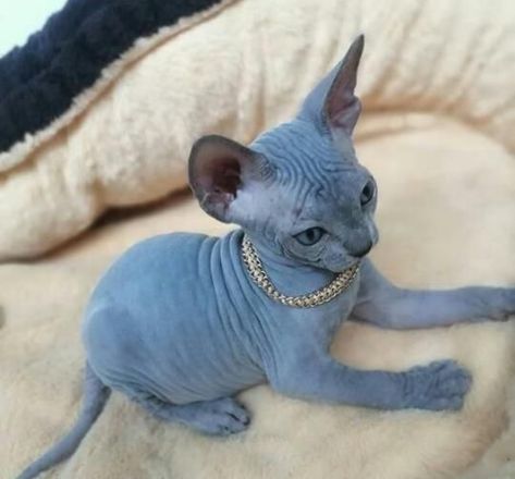 Hairless Animals, Hairless Kitten, Cute Hairless Cat, Ugly Cat, Söpö Kissa, Sphinx Cat, Cute Reptiles, Exotic Cats, Silly Cats Pictures