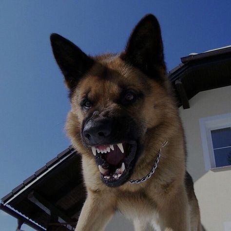 Protection Dogs, German Sheperd Dogs, Angry Animals, Angry Dog, Scary Dogs, Scary Animals, Aggressive Dog, Pretty Dogs, Bad Dog