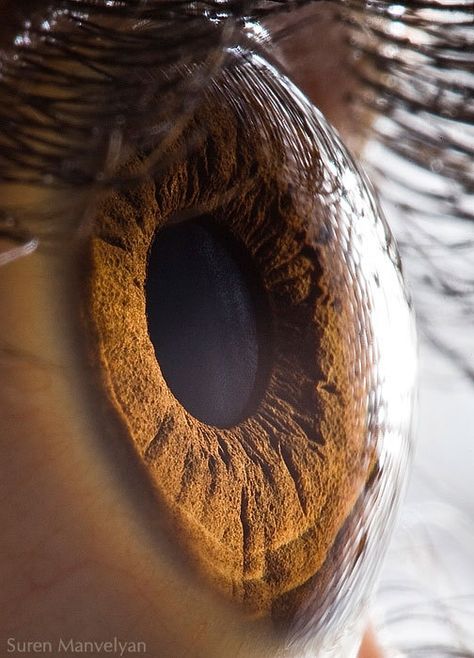 The denseness of the pigment in the iris must mean that this person has really full, deep brown eyes. Macro Fotografia, Foto Macro, Photo Macro, Realistic Eye Drawing, Eye Close Up, Extreme Close Up, Have Inspiration, Close Up Photography, Eye Photography