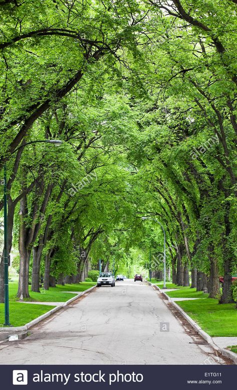 TREE LINED STREETS Tree Lined Street, Urban Garden Design, Landscaping Trees, Photoshop Backgrounds Backdrops, Elm Tree, Road Photography, Street Trees, Manitoba Canada, Winnipeg Manitoba