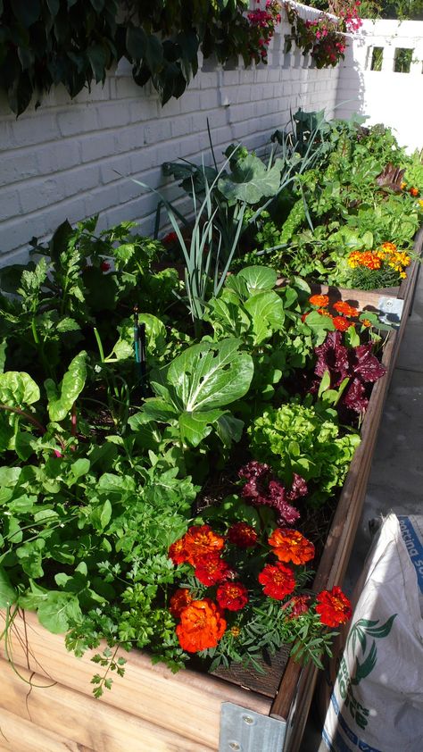 Home Gardening Ideas, Garden Inspo, Garden Vegetable, Home Gardening, Veg Garden, Home Vegetable Garden, Vegetable Garden Design, Crafts Paper, Simply The Best