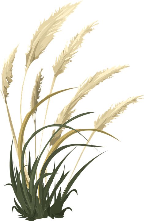 Wheat Grass Nature - Free vector graphic on Pixabay Wheat Vector, Art Pole, Wheat Grass, Download Free Images, Downloadable Art, Free Pictures, Free Image, Vector Graphics, Agriculture