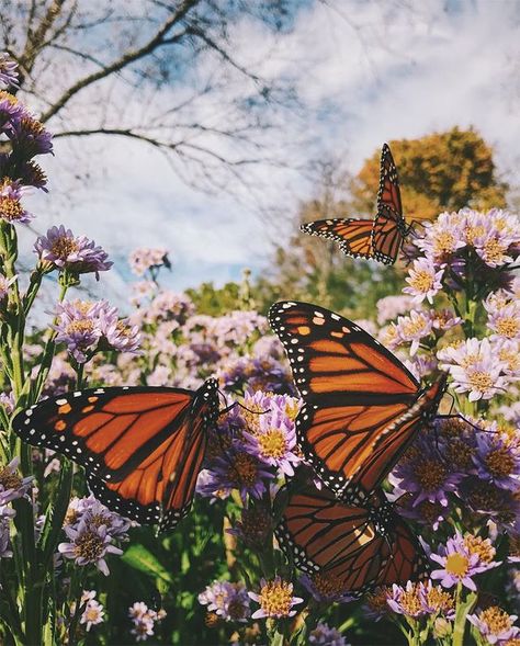 Monarch Butterflies + Best of the Week Butterfly Aesthetic, Monarch Butterflies, Purple Flowers, Butterflies, Purple, Flowers