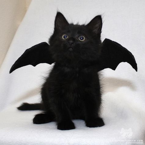 "A fluffy baby bat." Small Creatures, Chat Halloween, Cat Halloween Costume, Black Kitten, Cat Costumes, Cat Aesthetic, Pretty Cats, Black Cats, Halloween Cat