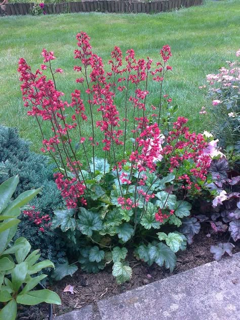 Paris heuchera Shade Garden Plants, Coral Bells, Shade Gardens, Aesthetic Garden, Shade Perennials, Backyard Landscaping Ideas, Garden Aesthetic, Garden Borders, Perennial Garden