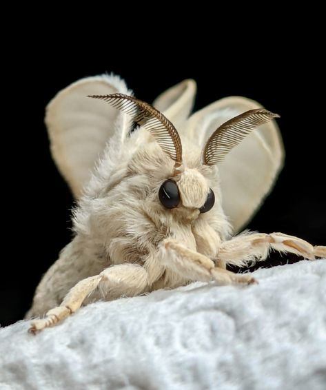 Venezuelan Poodle Moth Wooly Bear Moth, Moths Reference Photo, White Fluffy Moth, Domestic Silk Moth, Tolype Moth, Moth Fluffy, Fuzzy Moth, Moth Reference, Fluffy Moths