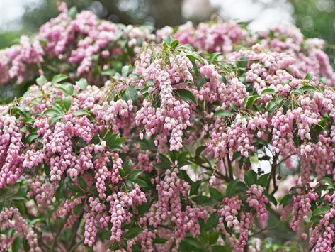 Pretty Pieris Japonica Varieties For The Garden Japanese Andromeda, Japanese Pieris, Landscape Ideas Front Yard Curb Appeal, Pieris Japonica, Plant Store, Plant Varieties, Evergreen Shrubs, Perfect Plants, Flower Show