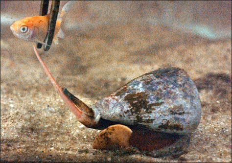 Cone Snail, 10 Animals, Ocean Aquarium, Chain Top, Small Fish, Food Chain, Marine Life, Diver, Fish Pet