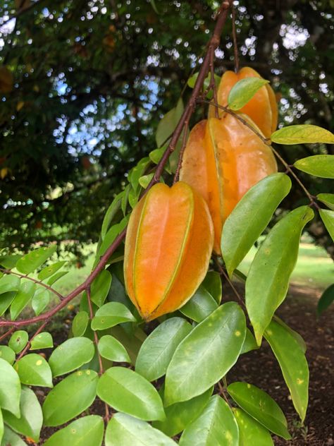 Fruit Caribbean Costa Rica Costa Rica Fruit, Costa Rica Food, Bon Mardi, Growing Fruit Trees, Host Dinner Party, Home Garden Design, Growing Fruit, Juice Bar, Fruit Garden