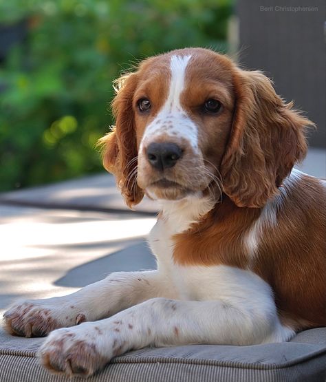 Welsh Springer Spaniel Puppies, Springer Spaniel With Pheasant, Working Springer Spaniel, Cocker Spaniel Spotted, Welsh Springer Spaniel, Brown And Tan Cocker Spaniel, Springer Spaniel Puppies, Water Dog, Springer Spaniel