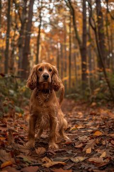 Cocker Spaniel Photography, Why Exercise Is Important, Consistent Exercise, Why Exercise, Working Cocker Spaniel, Exercise Regimen, Adventure Dog, Working Cocker, Exercise Routines