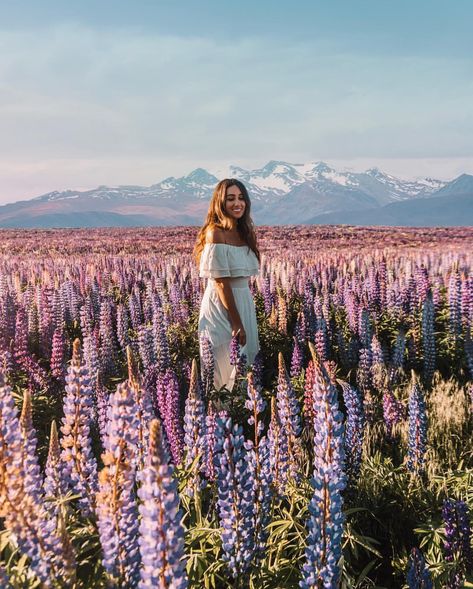 New Zealand, are you even real? 😍 After almost giving up trying to find a Lupin field that was still alive, we drove past these insane… Lupin Field, Butterfly Shoot, Instagramable Places, Bsf Pics, New Zealand Adventure, Abel Tasman, Spring Portraits, Adventure Girl, Weaving Ideas